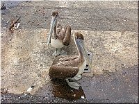 pelicans (11)