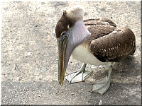 pelicans (27)