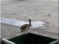 pelicans (37)