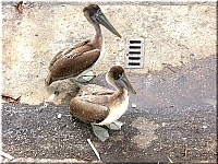 pelicans (6)