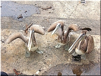 pelicans (9)