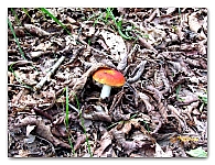 boletus (1)