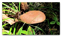 boletus (11)