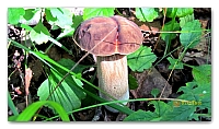 boletus (13)