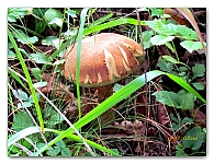 boletus (14)