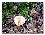 boletus (2)