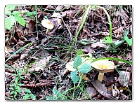 boletus (3)