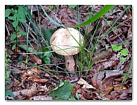 boletus (4)