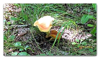 boletus (5)