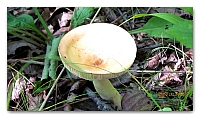 boletus (6)