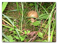 boletus (7)