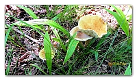 boletus (9)