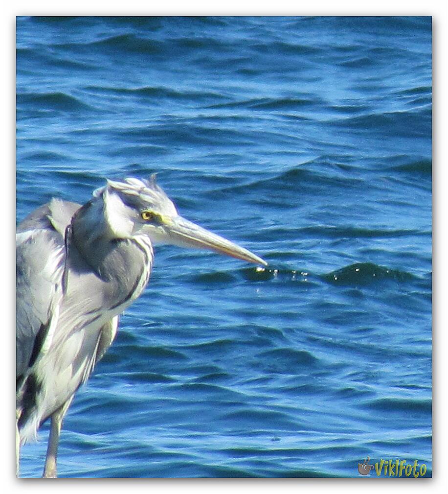 Solitary sulfuric heron (3)