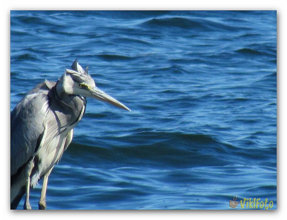 Solitary sulfuric heron (4)