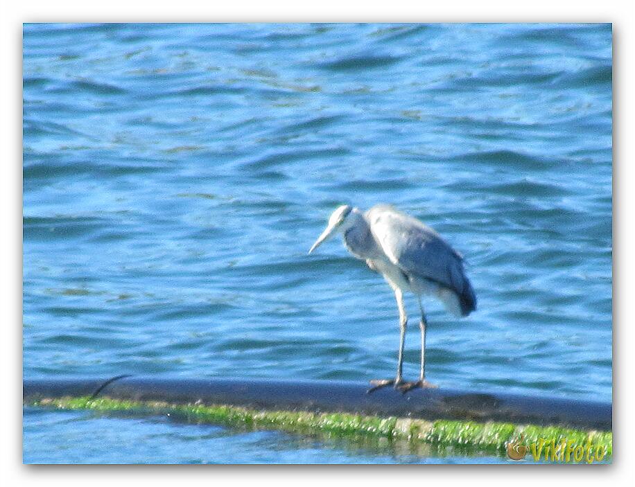 Solitary sulfuric heron (6)