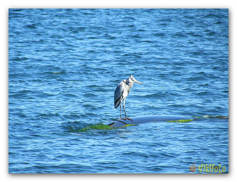 Solitary sulfuric heron (8)