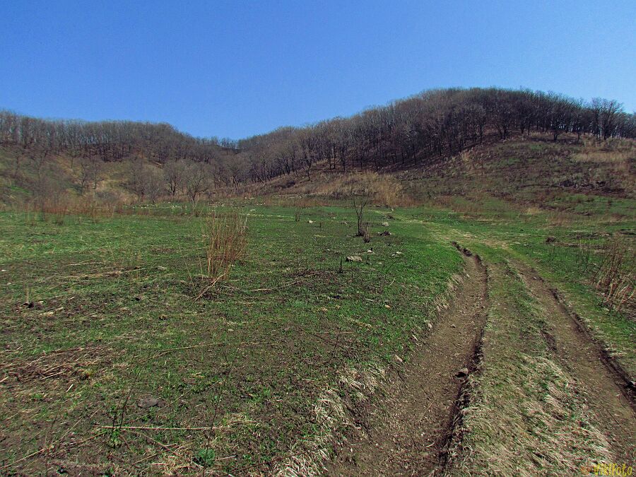 Видв в пригороде Находки, 15 апреля 2024  г.