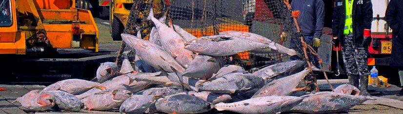 Выгрузка тунца в Корее, февраль 2022 г.