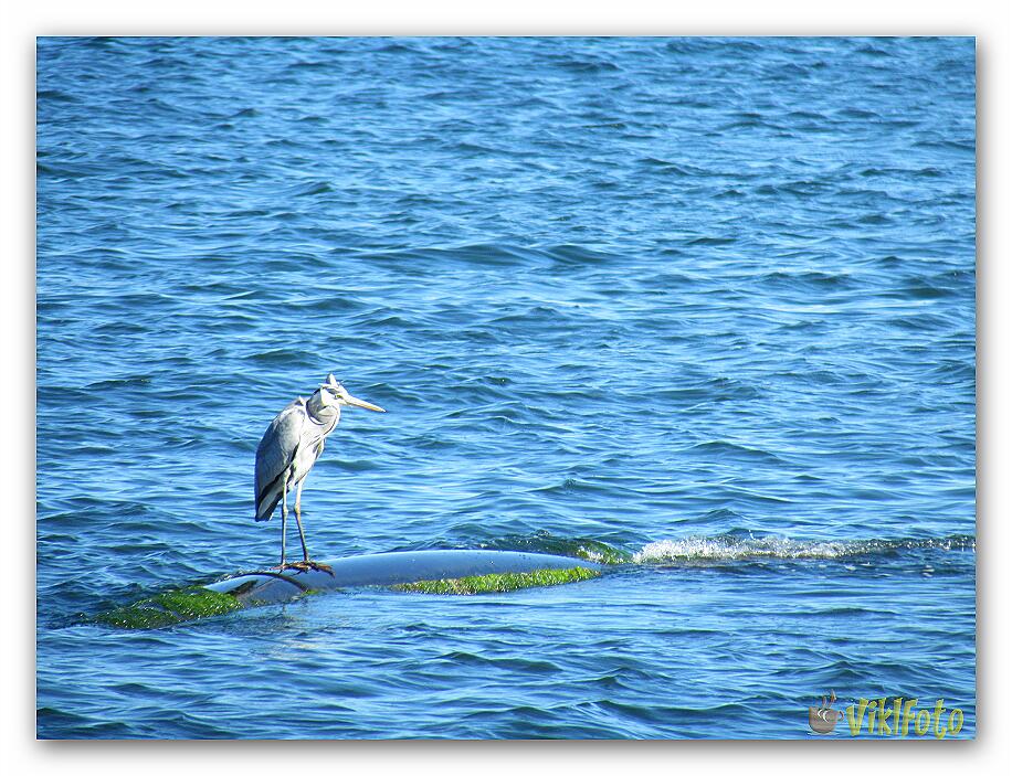 Solitary sulfuric heron (2)