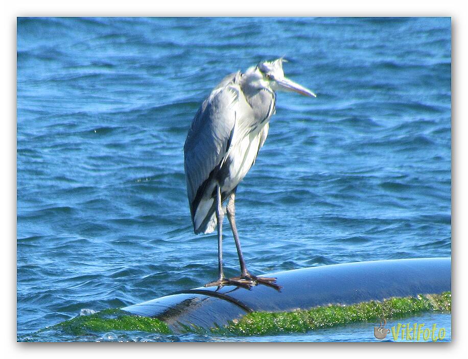 Solitary sulfuric heron (5)